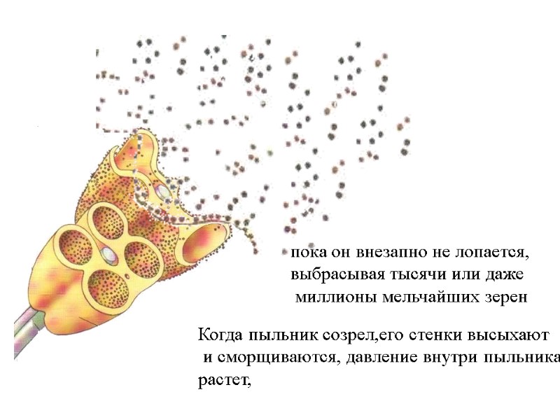 Когда пыльник созрел,его стенки высыхают и сморщиваются, давление внутри пыльника растет, пока он Когда пыльник созрел,его стенки высыхают и сморщиваются, давление внутри пыльника растет, пока он